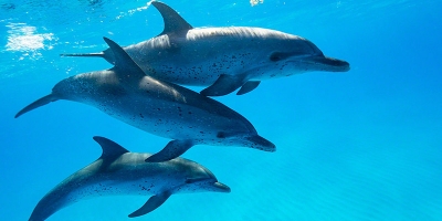 Bimini Dolphins