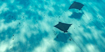 Bimini Manta Rays