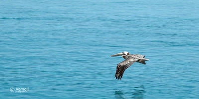 Bimini Frigate Bird