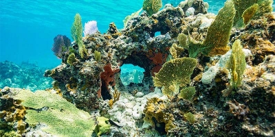 Bimini Reefs