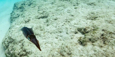 Bimini Squid