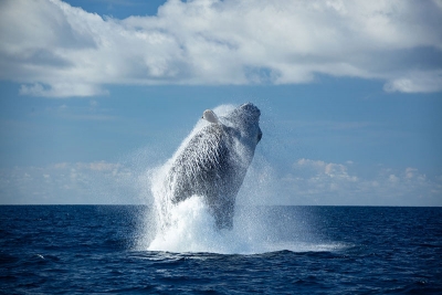 WildQuest_Whale_Retreat_2019-188