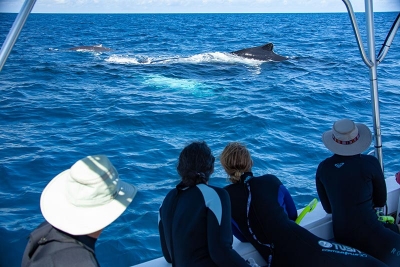 WildQuest_Whale_Retreat_2019-214