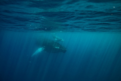 WildQuest_Whale_Retreat_2019-217