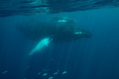 WildQuest_Whale_Retreat_2019-218