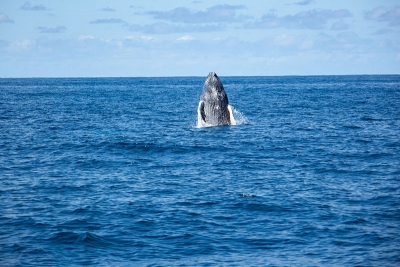 WildQuest_Whale_Retreat_2019-78