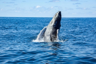 WildQuest_Whale_Retreat_2019-87
