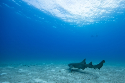 Nurse Shark Bimini