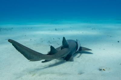 Nurse Shark Bimini