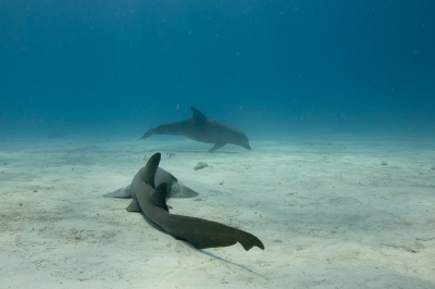 Nurse Shark Bimini