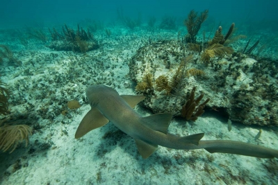 Nurse Shark Bimini