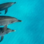 3 adult dolphins and one baby dolphin gliding through turquoise water.