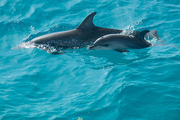 Photos - WildQuest | Wild Dolphin Swims Bahamas
