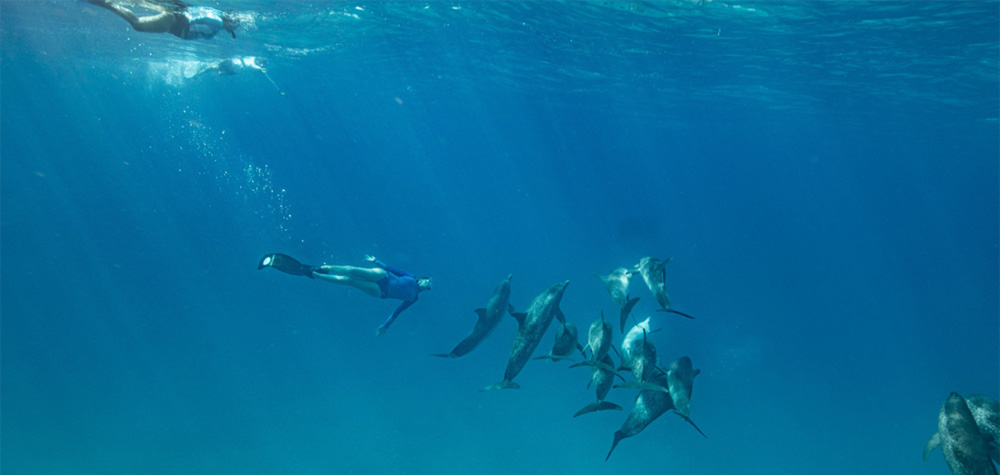 Allison Stillman diving in the ocean with a pod of dolphins