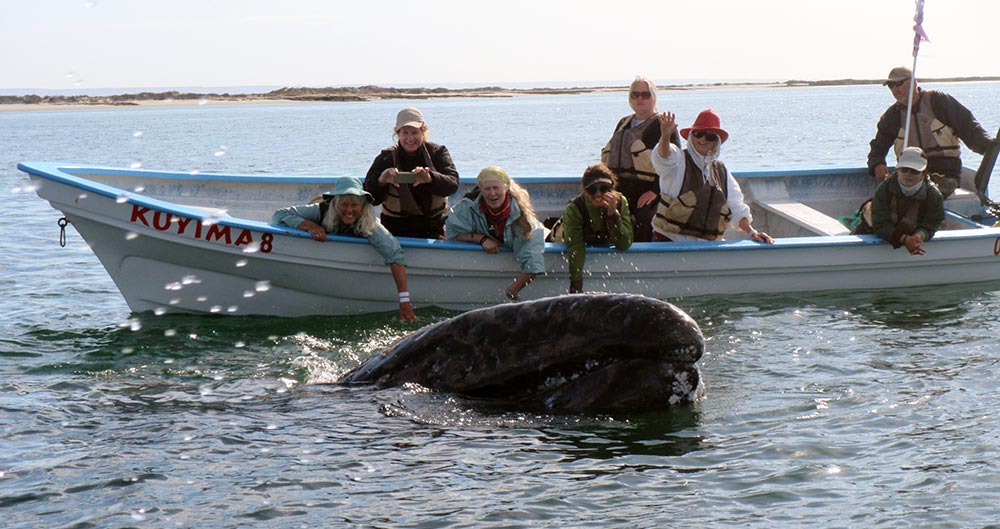 Anne with gray whales