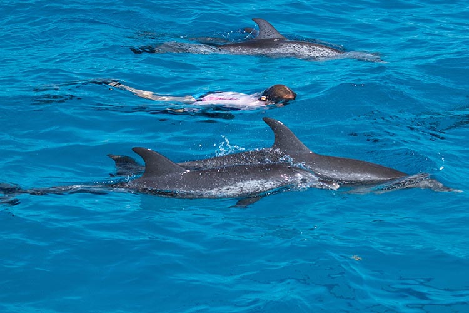 Dolphin Schedule 2022