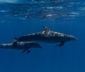 Being Ocean: Dancing with Dolphins - WildQuest | Wild Dolphin