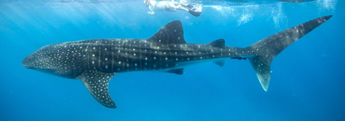 Whale Shark Whale Shark