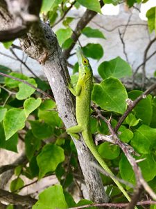 Bimini Lizard