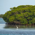 Bimini Mangroves