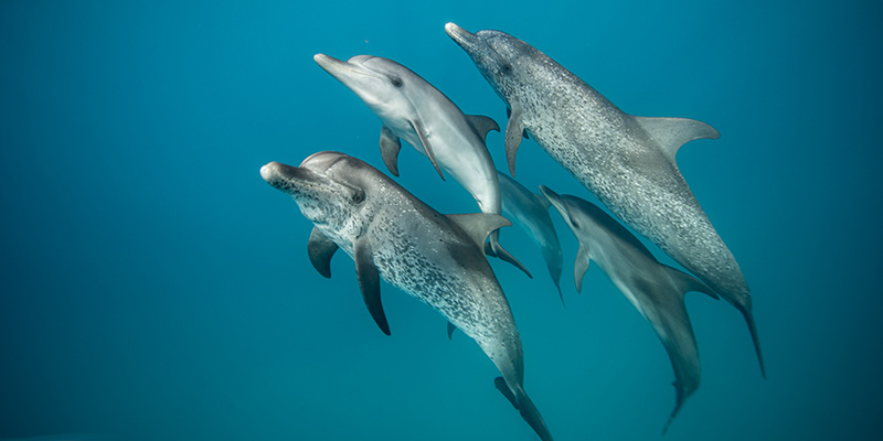 pod of Atlantic Spotted dolphins