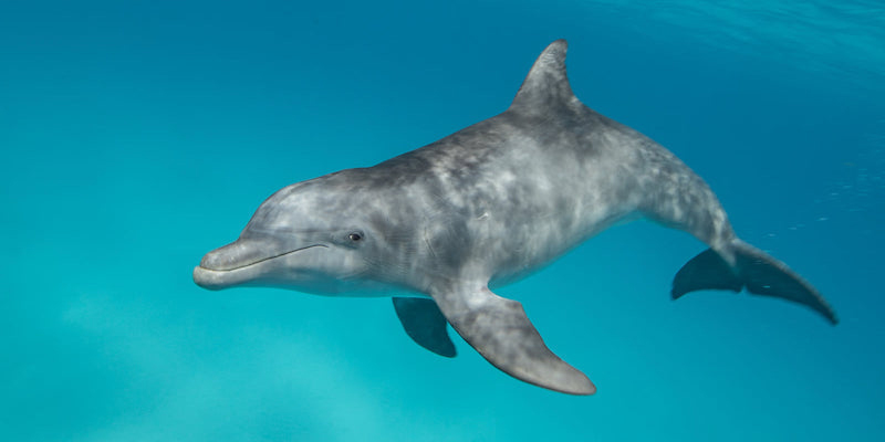 bottlenose dolphin