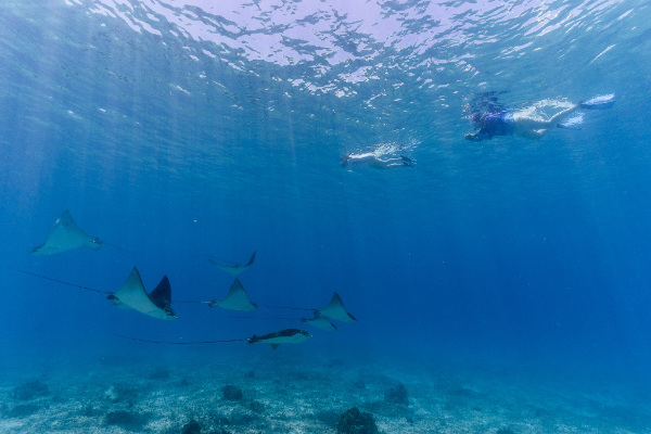 Two people snorkelling above a school of rays in blue waters.
