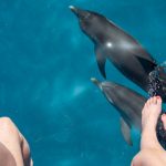 Two people sitting on the bow of a catamaran, dangling their feed in the water - dolphins swimming under them.