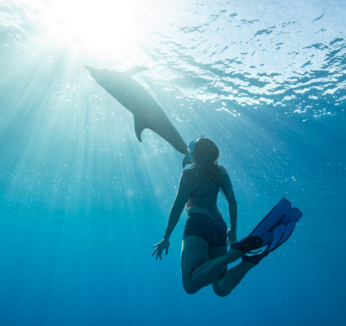 a women diving up into the sun rays and a dolphin hanging out right under the surface.