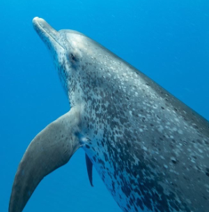 Dolphin diving in blue water very close by.