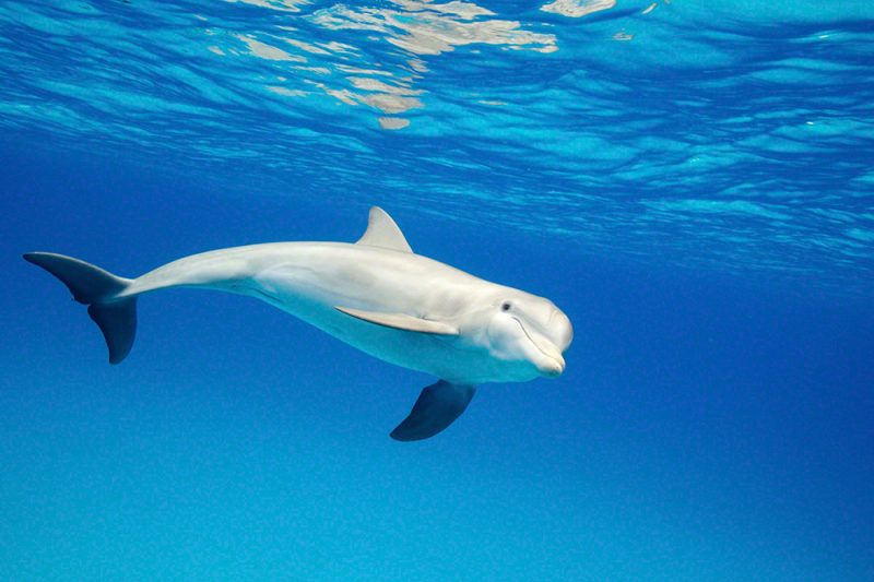 Bottlenose Dolphin