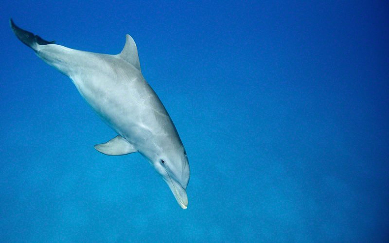 Bottlenose Dolphin 2