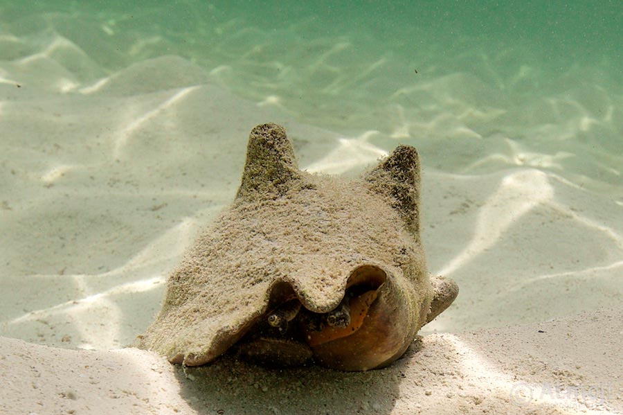 bimini conch