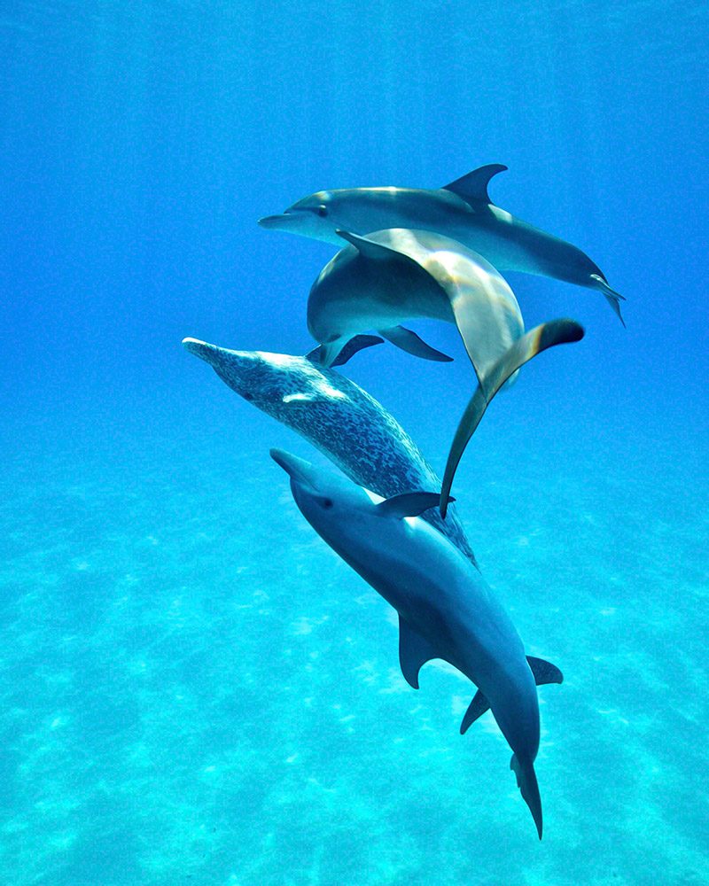 Dancing Dolphins