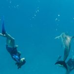 people swimming with wild dolpins in the ocean.