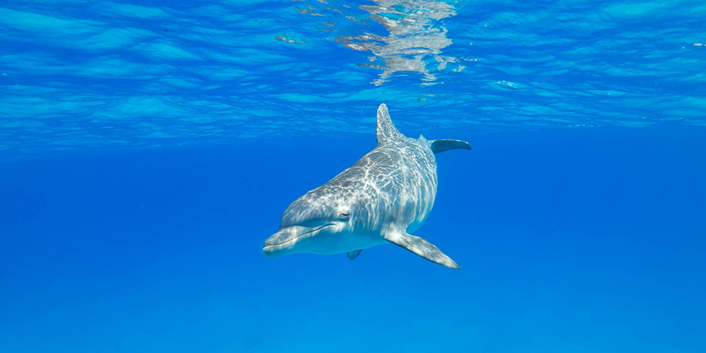 wild dolphin bahamas