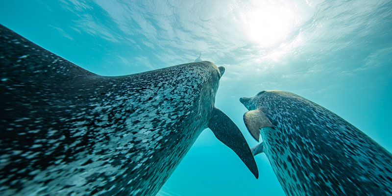 two dolphins diving up