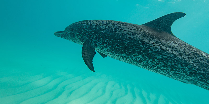 spotted dolphin on the ocean floor