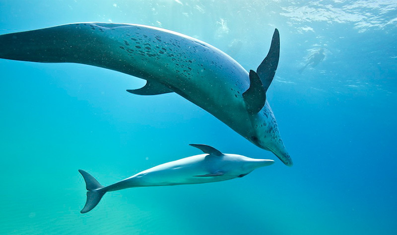 two dolphins diving in the ocean with people in the background