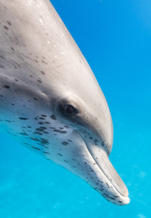 A close-up shot of a dolphin diving down.