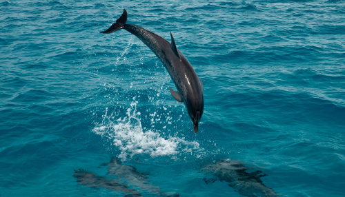 Dolphin jumping out of the water and diving back in.