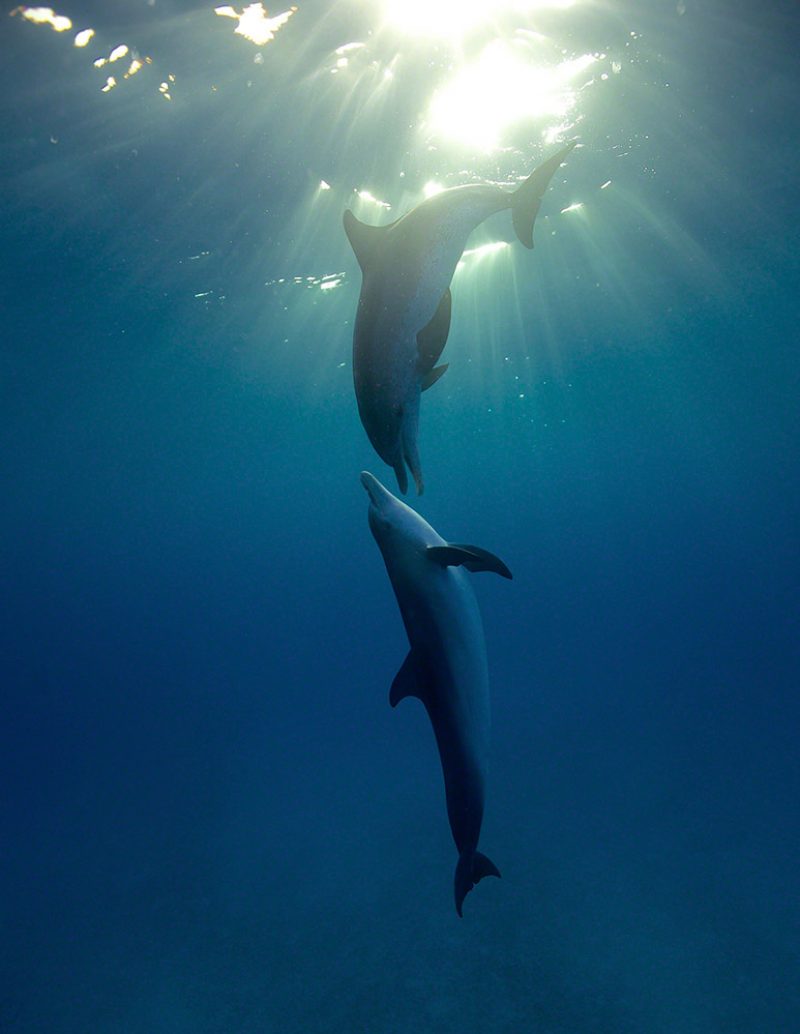 Dolphin Couple