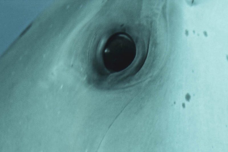 dolphin eye close up