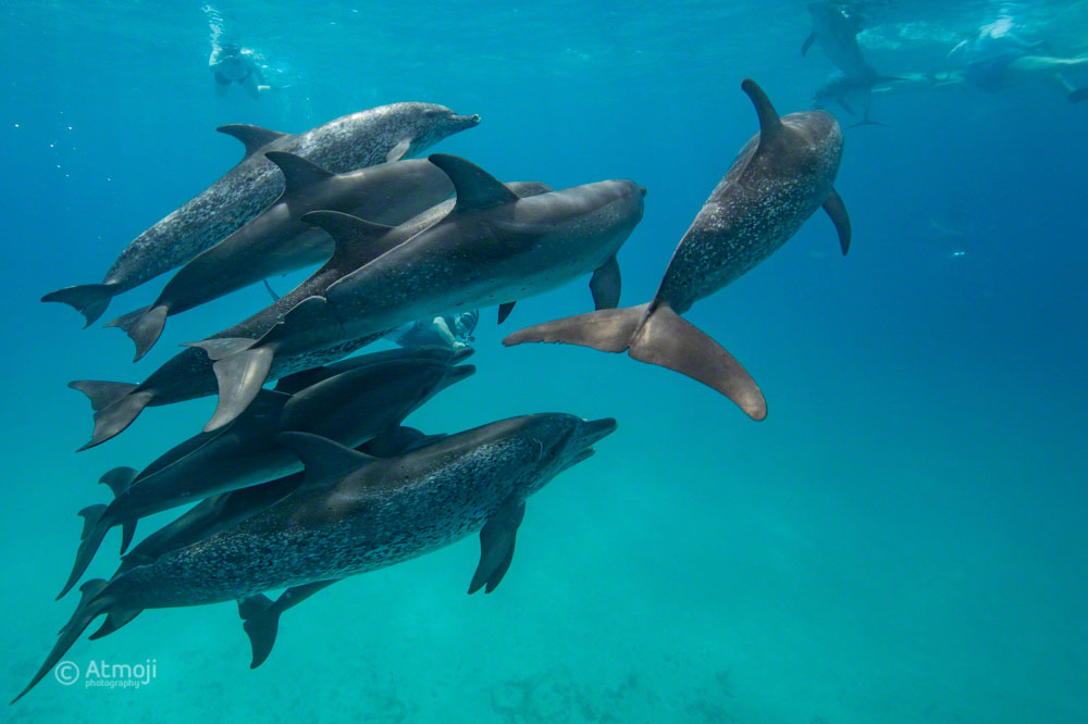 Dolphin Pod