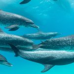 A pod of spotted dolphins playing in turquoise water.