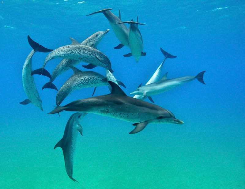 Dolphin Pod