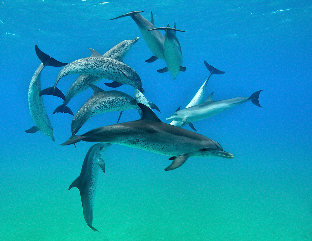 Pod Of Bottlenose Dolphins