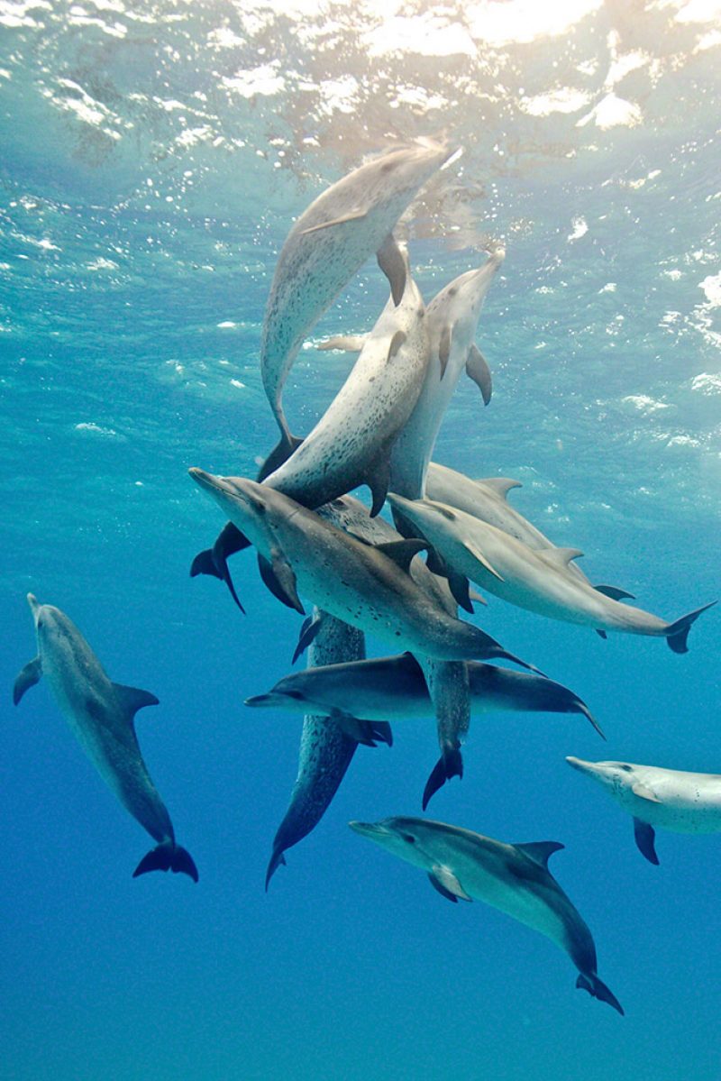 Dolphin Pod 2