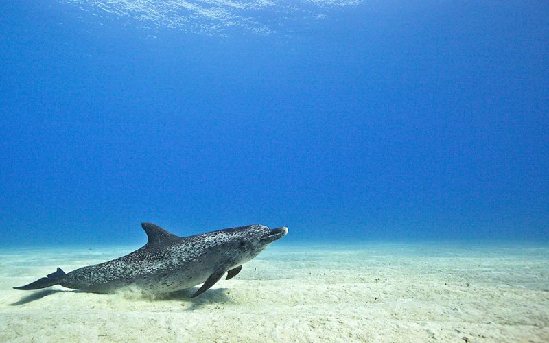 Dolphin Resting