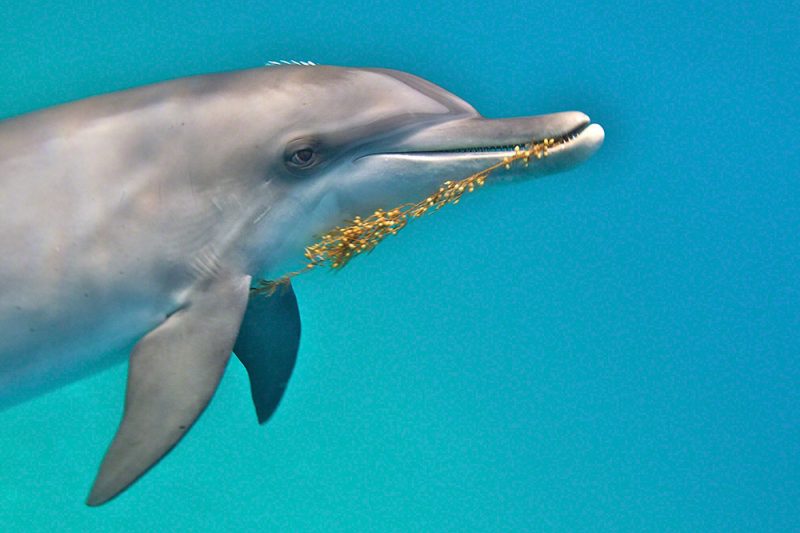Dolphin & Seaweed